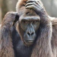 budenizeren (@budenizeren) 's Twitter Profile