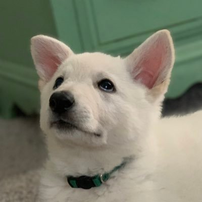 marmscar's profile picture. 🐉