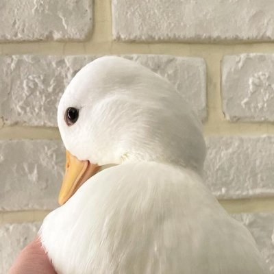 Posts a pic of a duck every day. Better than @ducksdailyy cuz the ducks are cool af + I post every day. ducks