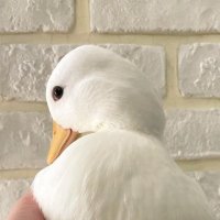 The BEST Duck of the Day!(@bestducksdaily) 's Twitter Profile Photo