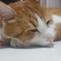 バジル (@bajiruuu) 's Twitter Profile