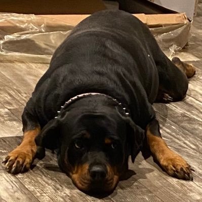 TheCookieSha's profile picture. 