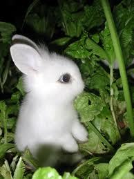 A cute little bunny for you to love. 3