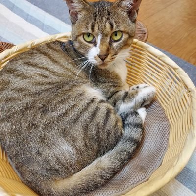 猫カフェオーナーの佐々木です。
猫たちのために一生懸命頑張りたいと思っています。
欲しいものリストも作りましたのでご支援お願いします。
https://t.co/6rAex1taY5　#猫カフェ　#FiveCats