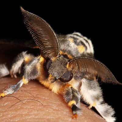 tensi_no_doroon's profile picture. 趣味で昆虫写真やってます。ときどき猫写真や風景写真や天体。雑談もあり。無言フォローOK。写真の無断転載は禁止。メッセージは返信苦手なのでNGで。#蛾 #昆虫 ＃虫 #自然 #天文 #猫 #山口県 #写真　＃アウトドア