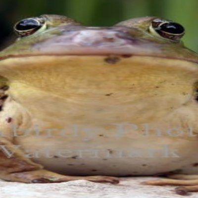froggggge's profile picture. am froge and bug fanatic