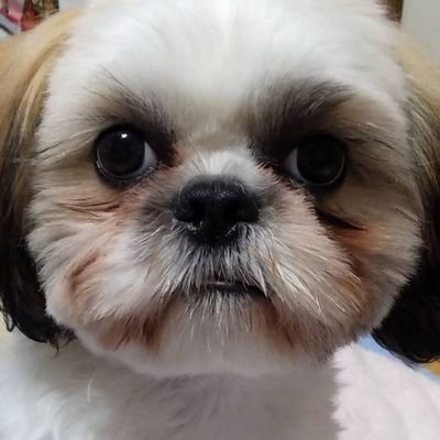 Leilani97999466's profile picture. As a proud American woman who built her life from scratch and achieved her dreams, I will always stand with President Trump to protect our freedoms.