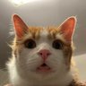 frittythekitty's profile picture. fritz the cate .well im amjust an fun guy wi t h IBS . love sleebing,eat foode,,do screme’s .warch roople darg rais and datlined.mine börthor @smol_patrick