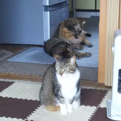 BKzZmjNCwtkC4Sy's profile picture. 元喫煙者(嫌煙者)・元タクシー運転手・血圧血糖値高め・乾癬持ち・湯シャン継続中・未接種