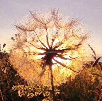 Bekennender Kleinstaccount, irgendwo in der Nische in Norddeutschland. Manchmal selbst erstaunt über ihre Meinung. 

(fehlende/falsche Buchstaben sind knuffig)