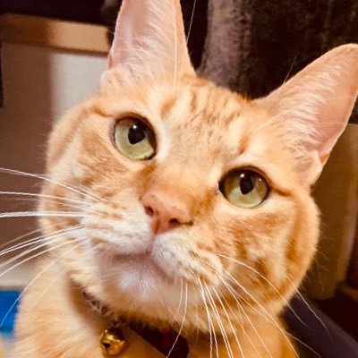 動物と運動が大好きな30代社会人🐈
2023年はフルマラソン完走したり、ウーマンズシェイプ(雑誌)の読者モデル撮影できたりと目標達成できた♡人生こんな感じで楽しいことをどんどんやっていきたい♡
2024年はサマステ挑戦してみたいな💪
#筋トレ #のがトレ #猫好きさんと繋がりたい #ランニング