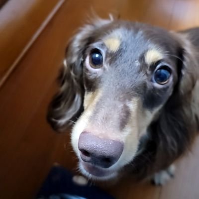 ryutaro_Ninja's profile picture. Twitter、初心者ですが宜しくお願いします。ZZR1400→Ninja1000に乗り換えました。
無言フォロー失礼します❗
#LALUMIERE　さんでお世話なってます。



















#Ninja1000
#ZZR1400




#シグナスSR




#ミニチュアダックスフンド