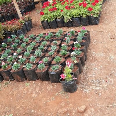 We do landscaping, sell lawn grass, trees and flowers at affordable prices in Nairobi 🇰🇪