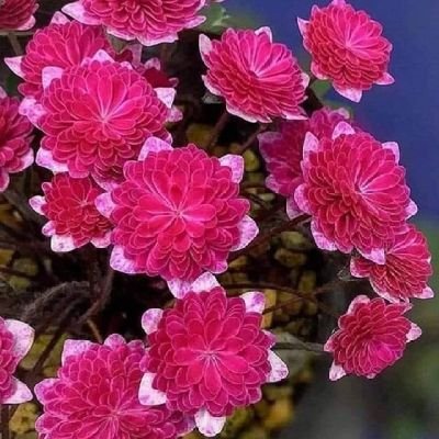 farizul786's profile picture. I'm happy