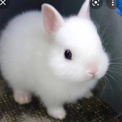 うさぎのほっぺに幸運を Usahana77 Twitter うさぎのほっぺに幸運を Usahana77 Twitter