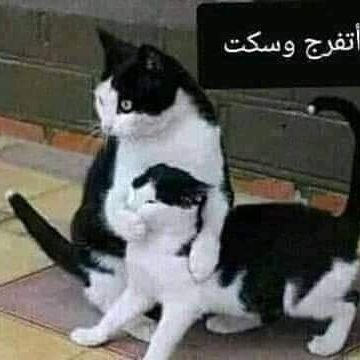 5wrbc6li9ifos6t's profile picture. ‏لحالي احلالي