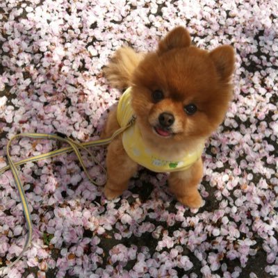 hashimo0728's profile picture.