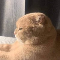𝒎𝒕.༊*·˚ (@miewth3) 's Twitter Profile Photo 𝒎𝒕.༊*·˚ (@miewth3) 's Twitter Profile Photo