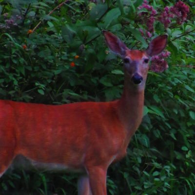 NaturalizedLens's profile picture. Nature Photography