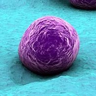 #prokaryotic
Just a coccus shaped bacteria here
No, I don't have a flagella or pili, stop asking :(