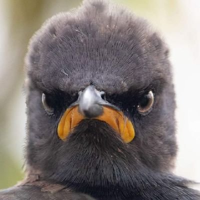 GRITOREBEL's profile picture. Rebel! #Anti-GOP #AntiFa #Trilingual tweeter #BLACKLIVESMATTER #Berniecrat #Ecologist #Rebellaw💪