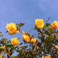 Sevinc Abbasova (@_sevincabbasova) 's Twitter Profile