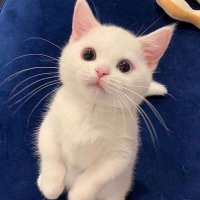 Cryptokitten(@ogofvre) 's Twitter Profileg