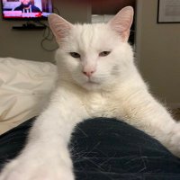 KaPo (@animal_loverca) 's Twitter Profile Photo KaPo (@animal_loverca) 's Twitter Profile Photo