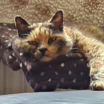 Her Royal Babyness the Princess Rosie, aka muffpants, mufty chuffkins, booster, elder statescat and tortie and professional cushion occupier.