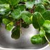 tinyplantnews (@tinyplantnews) Twitter profile photo tinyplantnews (@tinyplantnews) Twitter profile photo