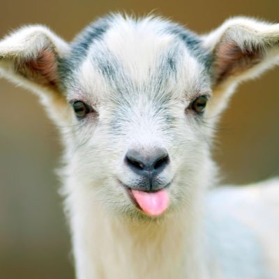 GoaTpso Profile Picture