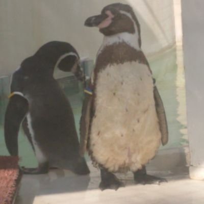好奇心の赴くまま まじめにふまじめ 逡巡⚖️|🐕穏やかなふれあい🦉|🍜🐈OP-Z🐧📽|✍🔛👁️ 🙈🙉🙊 ケイゾク🔜🆓∭∬♮𝓭𝔁|Echo chamber ∧ Normalcy|