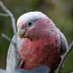 Coder Wannabe 👨🏼💻 (@codegalah) Twitter profile photo Coder Wannabe 👨🏼💻 (@codegalah) Twitter profile photo