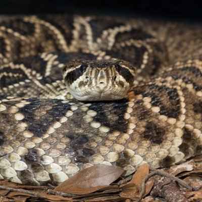 r4ttle5nak3's profile picture. Web developer, bug bounty hunter, appsec. OSWE