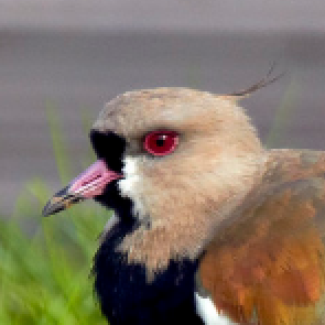 SouthernLapwing #ConfiaNoVerdadeiroさんのプロフィール画像