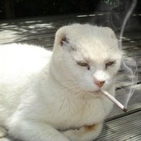 end of henrique (@htmz_http) 's Twitter Profile