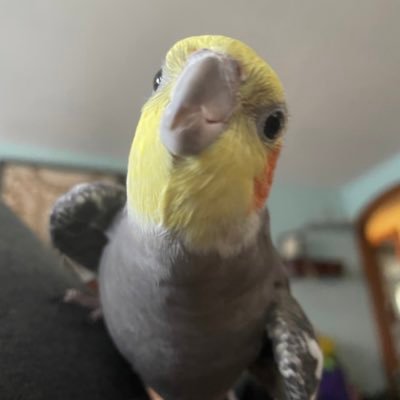 I’m a single cockatiel looking for friends (esp girl tiel) bc my mama ❤️ is antisocial. #millet #confetti #mulch #mirror he/him M @SomangTheTiel@mas.to