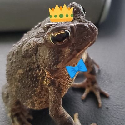 Daily Toad and Frog pictures, memes, and videos; Monday-Friday 🐸 🐸 🐸 💚💚💚