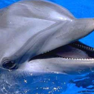 KoffingWeezing's profile picture. this is a temporary account. fuck bitches $$$$&