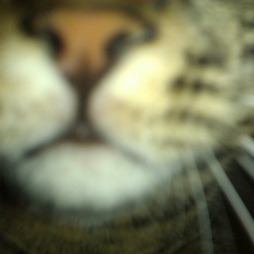 robonuts's profile picture. Just some nuts 'n bolts