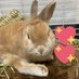 ぴょんたん🐰💕&ぴょんぴょん🐰💕 (@usapyonpyon3111) Twitter profile photo ぴょんたん🐰💕&ぴょんぴょん🐰💕 (@usapyonpyon3111) Twitter profile photo