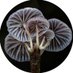 Catherine Marciniak - Planet Fungi (@cathmarciniak) Twitter profile photo