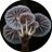 Catherine Marciniak - Planet Fungi
