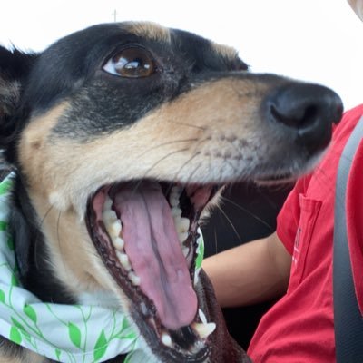 4speedautomatic's profile picture. 