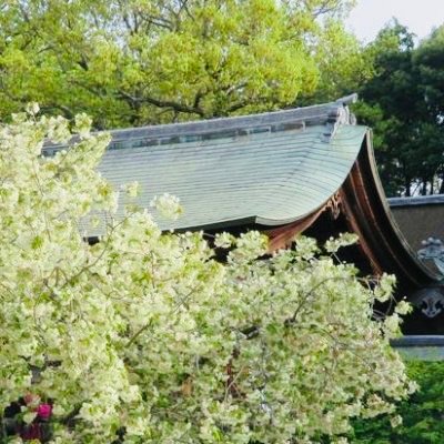 上地八幡宮の公式X（旧Twitter）アカウントです。
年中の行事や神社の四季をお伝え致します。

源氏戦勝祈願所・勝運と魔除けの弓の神様として信仰されています。
また薄黄緑色の鬱金桜は美人桜と呼ばれ、皆様に愛されています🌸