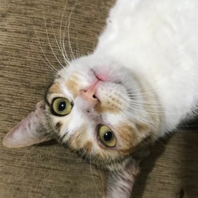 barbaraceli's profile picture. a louca dos (9) gatos