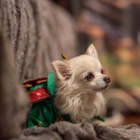 Mr Piffles (@mrpiffles) 's Twitter Profile