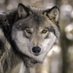 Domestic Terrorist 🐺 (@domestic415) Twitter profile photo Domestic Terrorist 🐺 (@domestic415) Twitter profile photo