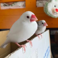 ピーぽん (@shirobunchonop) 's Twitter Profile Photo ピーぽん (@shirobunchonop) 's Twitter Profile Photo