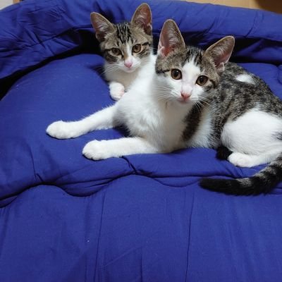 日々、訳の分からない方々に奮闘中(笑)
ダイヤモンドアートにハマり、今の私の精神安定剤となりつつあります。